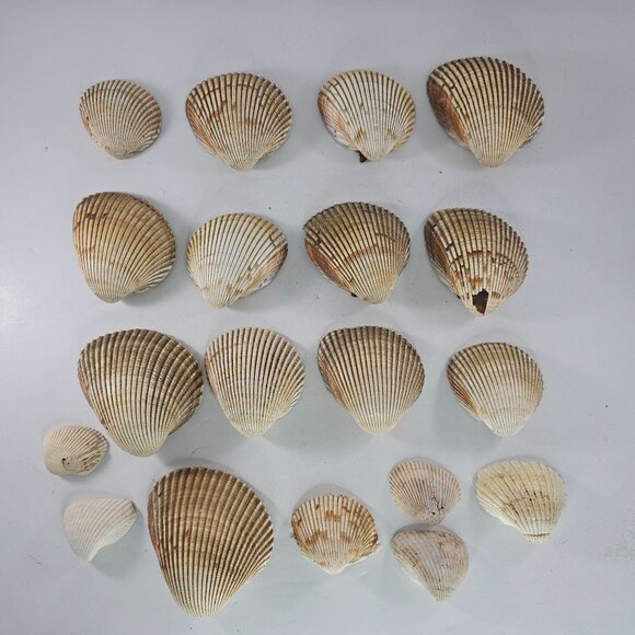 Atlantic Giant Cockle Shells Assorted Natural Sea Shells Crafts Aquariums Decor - Picture 1 of 8